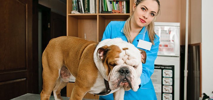 Consultation and reception of dogs in the Prokhvost veterinary clinic in the Dnieper. Make an appointment with a veterinarian for a promotion.