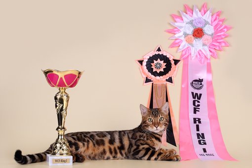 Purebred Bengal kittens in the Odessa cattery ADesaDiamond with delivery across Ukraine. Buy at a discount.6