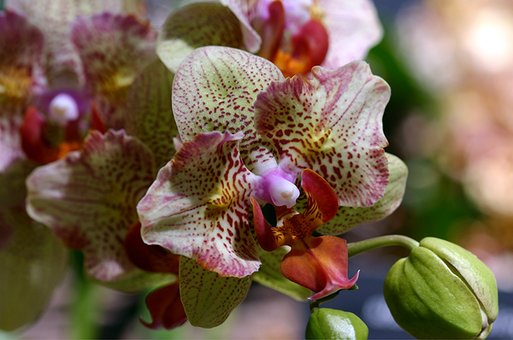 Orchids of elite varieties in the online store «TsvetOk» in the Dnieper. Buy on stock.