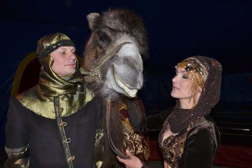 Цирковое представление в цирке Шапито