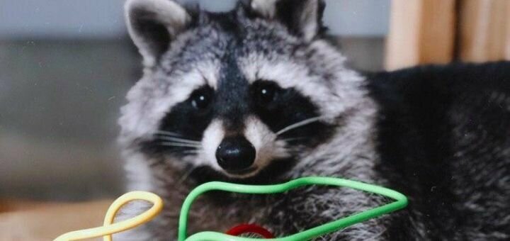 Discount coffee in raccoon coffee
