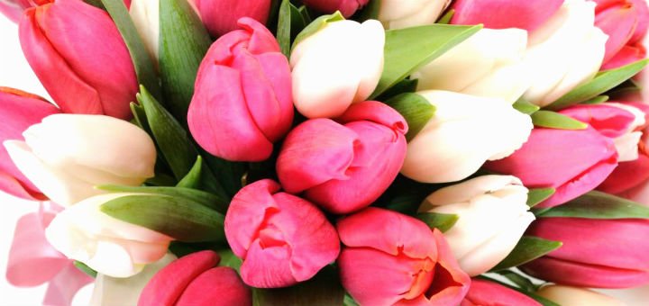 Тюльпаны от службы доставки «Камелия» в Киеве. Покупайте живые цветы по акции.