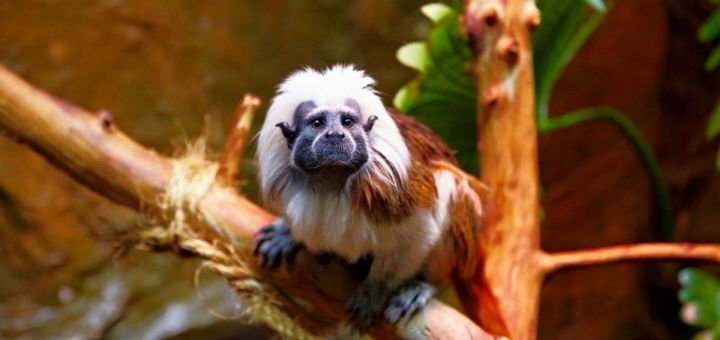 Marmosets, tamarines, monkeys and other exotic monkeys at the EKZOLAND zoo in Kiev. Buy tickets at a discount.