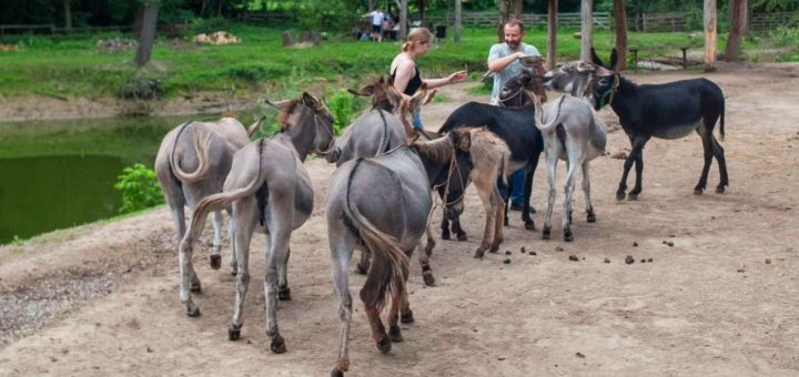 Osloff donkey farm near Kiev, donkeys in a pen