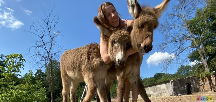 Osloff donkey farm near Kiev, donkey against the sky