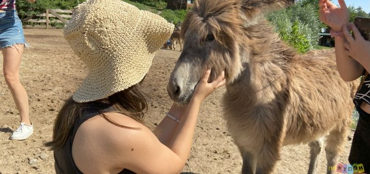 Osloff donkey farm near Kiev, donkey against the sky