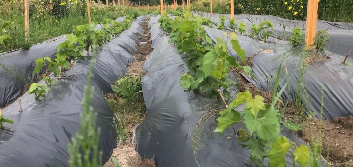 Винодельня Berezhnyi Winery под Киевом