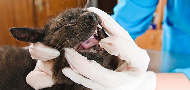 Veterinarian consultation at the Prokhvost clinic in Dnipro. Make an appointment for the promotion.