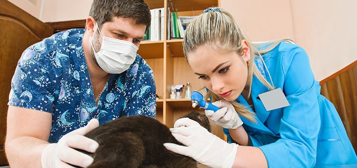 Consultation and examination of the animal by a veterinarian at the Prokhvost clinic in Dnipro. Make an appointment for the promotion.