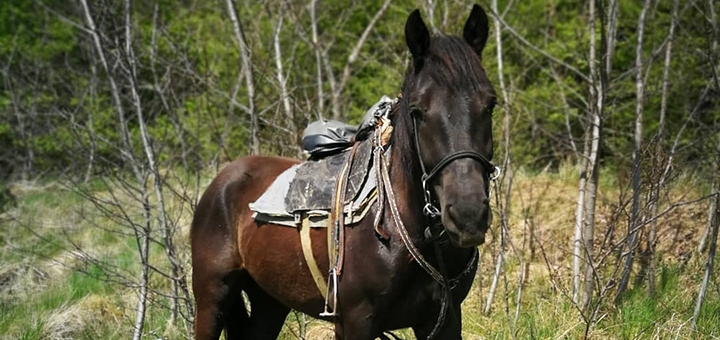 Shenkel Equestrian Club. Visit with a 10% discount.