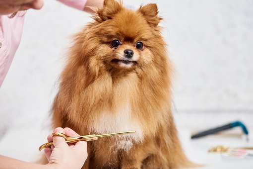 Dog grooming at the Prokhvost veterinary clinic in Dnipro. Sign up your pet for a promotion.