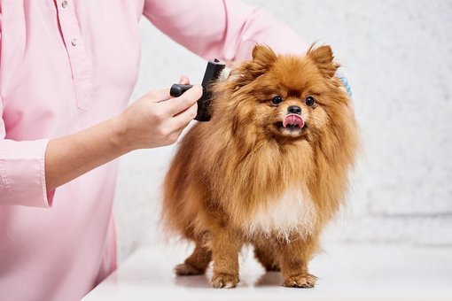 Dog grooming at the Prokhvost veterinary clinic in Dnipro. Bring your dog for a promotion.