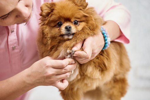 Clipping the claws of dogs in the «ProKhvost» veterinary clinic in the Dnieper. Bring your dog for a promotion.