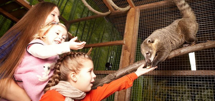 Zoo "Country Raccoon" - a territory of friendly tame animals