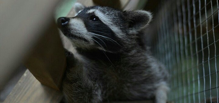 Shares in "Country Raccoon" in Kherson