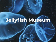 Jellyfish Museum